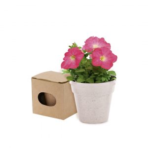 Maceta - Advert - 9966